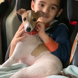 Italian Greyhounds from Lucciole Lowchen and Italian Greyhounds