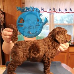 Poodle Puppies from Shallow Bay Standard Poodles
