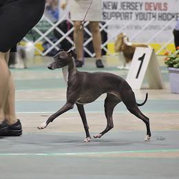 Italian Greyhound All Grown Up from Raindance Italian Greyhounds