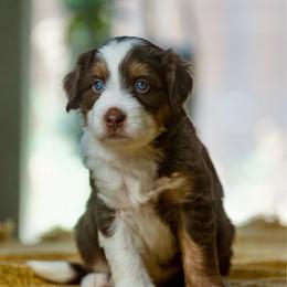 Ron - male Australian Mountain Doodle puppy in Cortez, Colorado from Sassy Pants Pups