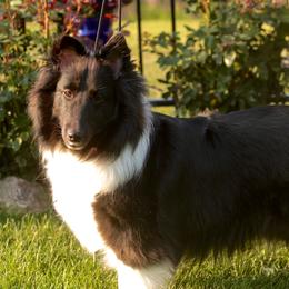 Lady - Shetland Sheepdog