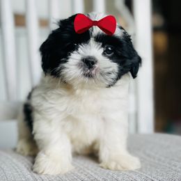 Girl 4 - Black and white female Shih Tzu puppy in Seguin, Texas from Dolled Up Shih Tzus