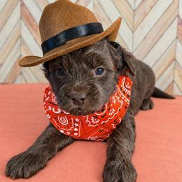 Red - Brown male Shihpoo puppy in Rockledge, Florida from Bellady's Shihpoos