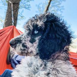 Aussiedoodles from Wild Acre Doodles