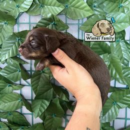 Girl 2 - Chocolate and tan female Dachshund puppy in Ocala, Florida from The Wiener Family