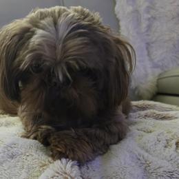 Honey - Chocolate female Shih Tzu puppy in Filer, Idaho from Shih Tzu Kennels