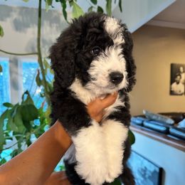 Boy 3 - Black and white male Bernedoodle puppy in Foristell, Missouri from A MAYSING Bernedoodles