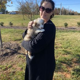 Miniature Australian Shepherd and Toy Australian Shepherd Puppies from Cherry Grove Kennel