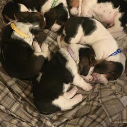 Basset Hound and Labrador Retriever Puppies from PARK’s Family Farm
