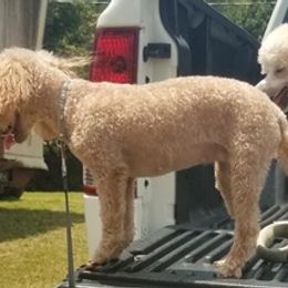 Poodles from Fred's Toy Poodles