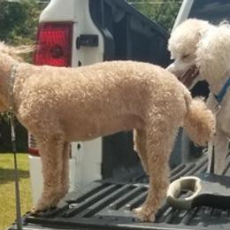 Poodles from Fred's Toy Poodles
