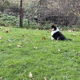 Collie Puppies from Diamund Collies