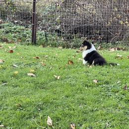 Collie Puppies from Diamund Collies