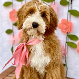 Goldendoodle puppies from Natural Doodle Life