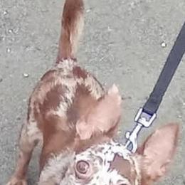 Mika - Chihuahua