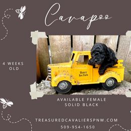 Girl 1 - Black Cavapoo puppy in Spokane, Washington from Treasured Cavaliers of the Pacific Northwest