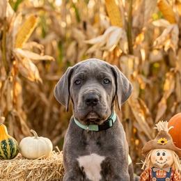 Janis - Blue female Great Dane puppy in Altoona, Alabama from Sovereignty Woods Great Danes