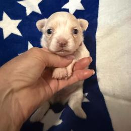 Sarah - Cream and white female Chihuahua puppy in Dime Box, Texas from Color Me Crazy Chihuahuas