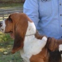 Bessy - Basset Hound