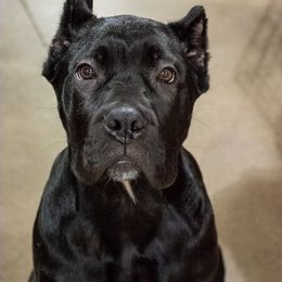 Cane Corso Puppies from Redhawke Cane Corso