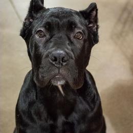 Cane Corso Puppies from Redhawke Cane Corso