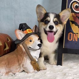 Taffy - Black and tan female Pembroke Welsh Corgi puppy in Charleston, Arkansas from Hilltop Corgis