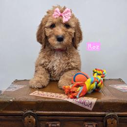 Roz - Red  female Goldendoodle puppy in Neillsville, Wisconsin from Granton Creek