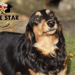 Silvia - Dachshund