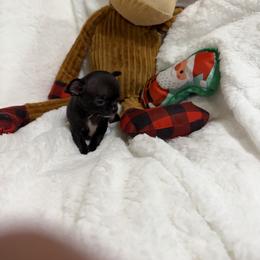Black beauty - Black and white female Chihuahua puppy in Amity, Pennsylvania from Rhoda and Verna