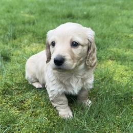 2nd Born ee Cream - Cream male Dachshund puppy in Rochester, Washington from Curtiss Dachshunds