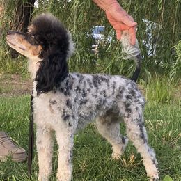 Marshmallow - Poodle
