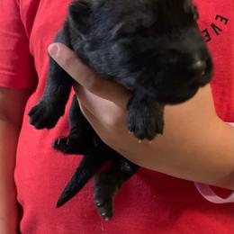 Female 2 - Sable female German Shepherd puppy in Effingham County, Illinois from Delaney Working Dogs