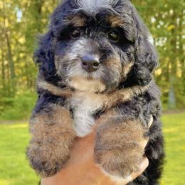 Boy 1 - Bernedoodle puppy in Springfield, Missouri from PoodlelyDoodlely