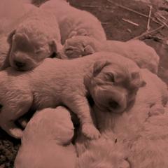 Maremma Sheepdog Puppies from Old Orchard Maremmas
