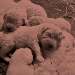 Maremma Sheepdog Puppies from Old Orchard Maremmas