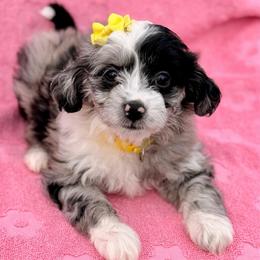 Yellow collar toy - Blue merle female Aussiedoodle puppy in 32046, Florida from River Hill Ranch