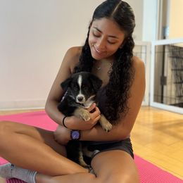 Brook - Black tri female Miniature American Shepherd puppy in Santa Rosa, California from BennettValleyAussies