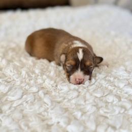 Rosie - Red female Pembroke Welsh Corgi puppy in Payson, Utah from Spring Creek Aussies + Corgis