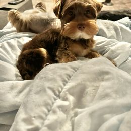 Chocolate - Chocolate and tan Yorkshire Terrier puppy in Pikeville, North Carolina from A Yorkie’s World