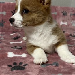 Ember - Sable and white male American Corgi puppy in Hico, Texas from Chisholm Trail Kennels