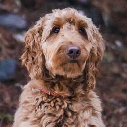 Lexie - Goldendoodle