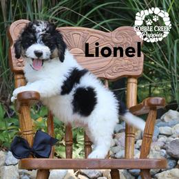 Lionel - Black and white male Bernedoodle puppy in Heyworth, Illinois from Cobble Creek Puppies