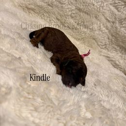 Kindle - Brindle female Poodle puppy in Troy, Alabama from Redmond Rose Kennel