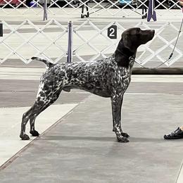 German Shorthaired Pointer All Grown Up from Windward German Shorthaired Pointers