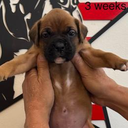 Girl - Fawn female Boxer puppy in Palm Coast, Florida from Starlight Boxer Corner