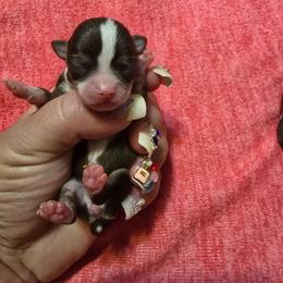 Cici - Chocolate and white female Chihuahua puppy in Amity, Pennsylvania from Baxters Chihuahuas