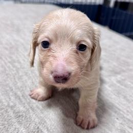 Bruno - Cream male Dachshund puppy in Cypress, Texas from Cypress Dachshunds