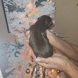 Charlotte - Chocolate female Shih Tzu puppy in New Port Richey, Florida from Stanford's Shih Tzus