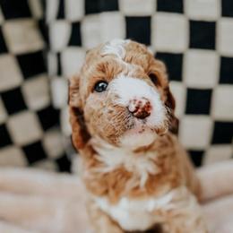 Rex - Cream male Goldendoodle puppy in Lakeland, Florida from Rolling Oak Doodles
