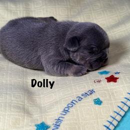 Dolly - Blue female French Bulldog puppy in Courtland, Alabama from Ponderosa Frenchies and Cavapoo’s